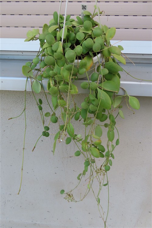 Hoya brevialata