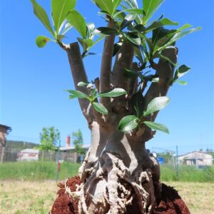 Adenium arabicum