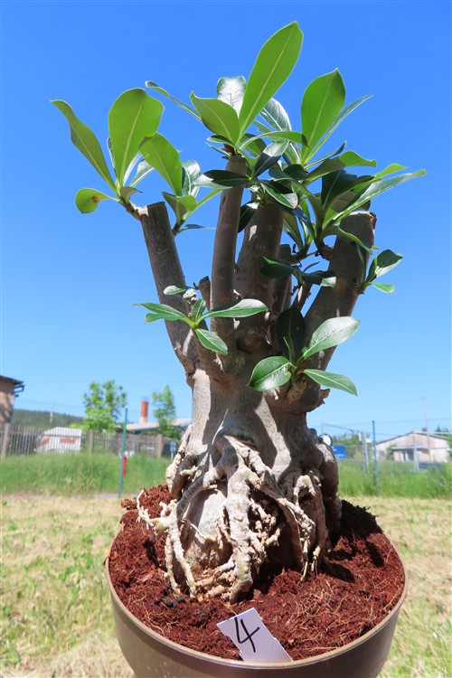 Adenium arabicum