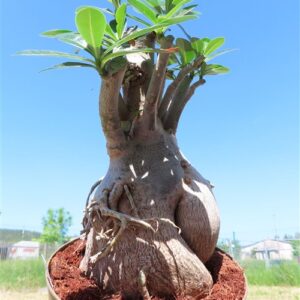 Adenium arabicum