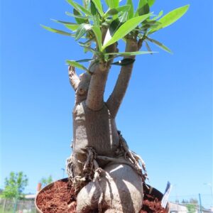 Adenium arabicum