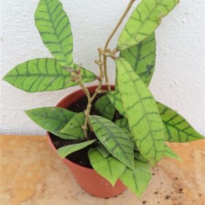 Hoya callistophylla KAL 16 Star of Samoa