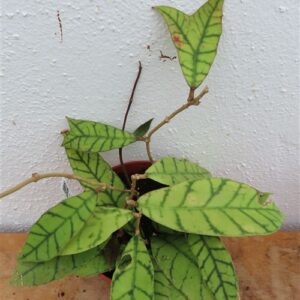 Hoya callistophylla KAL 16 Star of Samoa