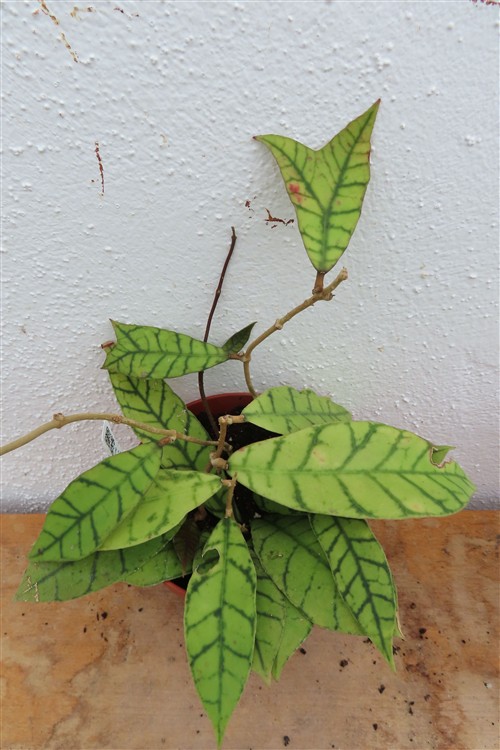 Hoya callistophylla KAL 16 Star of Samoa
