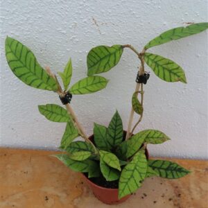 Hoya callistophylla KAL 16 Star of Samoa