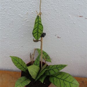Hoya callistophylla KAL 16 Star of Samoa