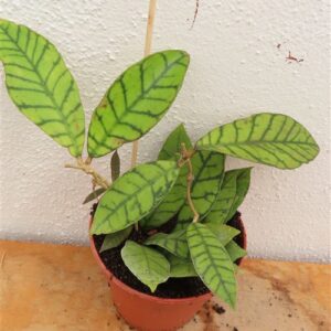 Hoya callistophylla KAL 16 Star of Samoa
