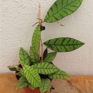 Hoya callistophylla KAL 16 Star of Samoa