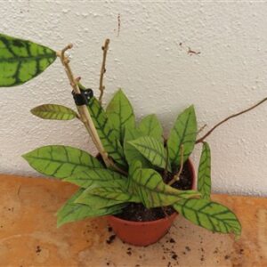 Hoya callistophylla KAL 16 Star of Samoa