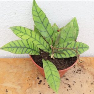 Hoya callistophylla KAL 16 Star of Samoa
