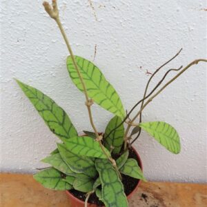 Hoya callistophylla KAL 16 Star of Samoa