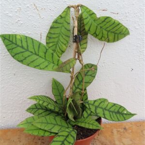 Hoya callistophylla KAL 16 Star of Samoa