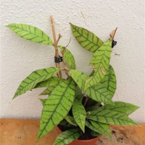 Hoya callistophylla KAL 16 Star of Samoa