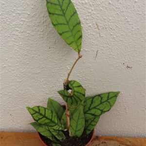 Hoya callistophylla KAL 16 Star of Samoa