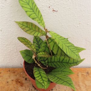 Hoya callistophylla KAL 16 Star of Samoa