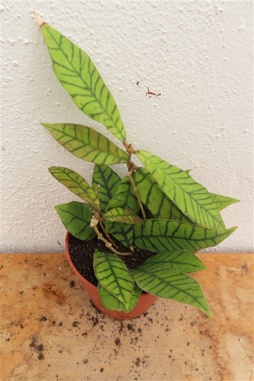 Hoya callistophylla KAL 16 Star of Samoa
