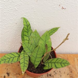 Hoya callistophylla KAL 16 Star of Samoa