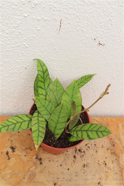 Hoya callistophylla KAL 16 Star of Samoa