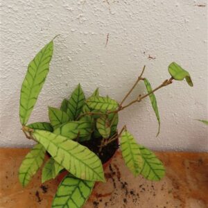 Hoya callistophylla KAL 16 Star of Samoa