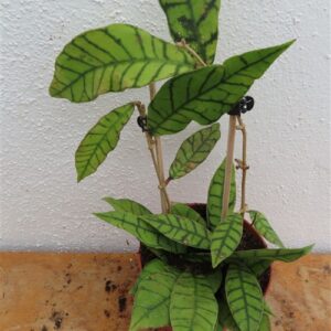 Hoya callistophylla KAL 16 Star of Samoa