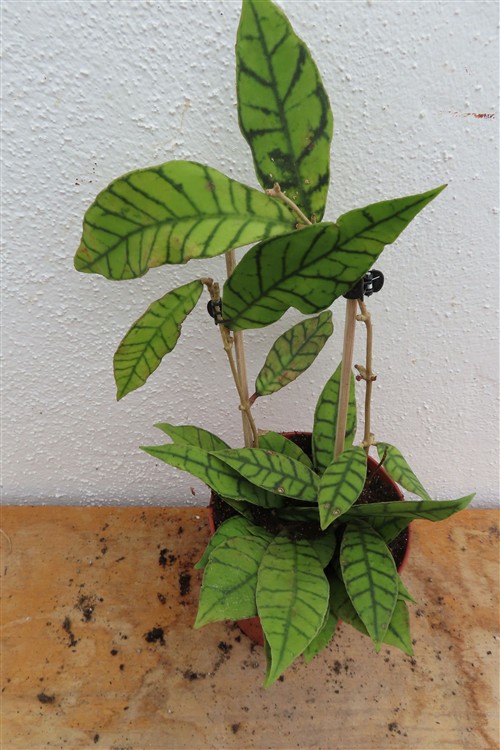 Hoya callistophylla KAL 16 Star of Samoa