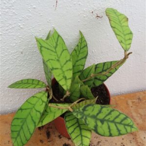 Hoya callistophylla KAL 16 Star of Samoa