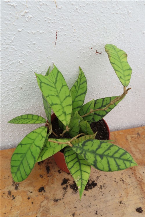 Hoya callistophylla KAL 16 Star of Samoa