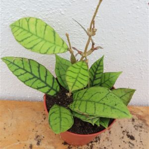 Hoya callistophylla KAL 16 Star of Samoa