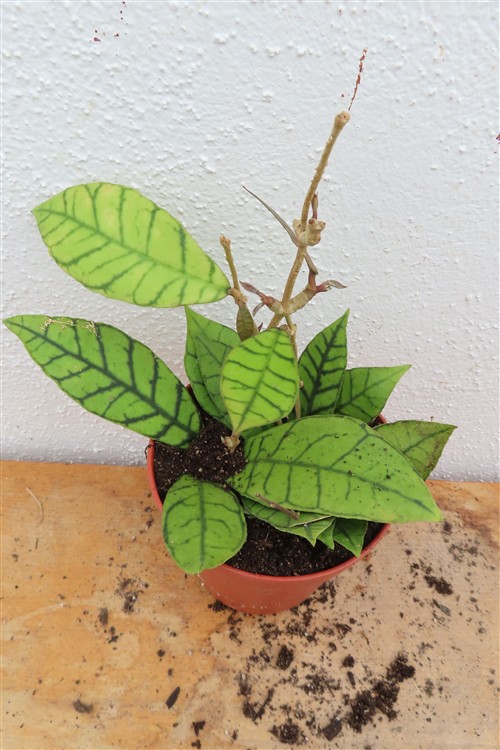 Hoya callistophylla KAL 16 Star of Samoa