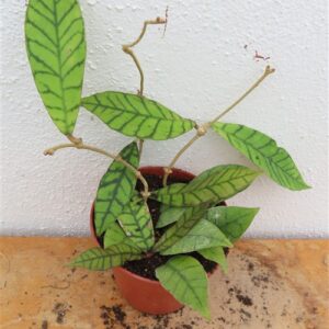 Hoya callistophylla KAL 16 Star of Samoa
