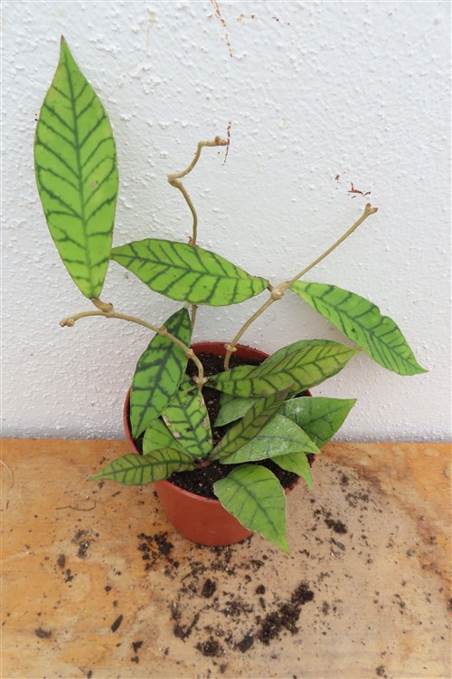 Hoya callistophylla KAL 16 Star of Samoa