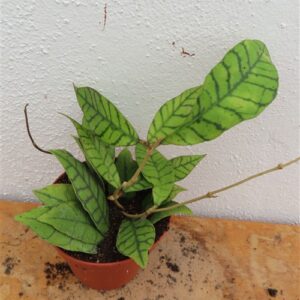 Hoya callistophylla KAL 16 Star of Samoa