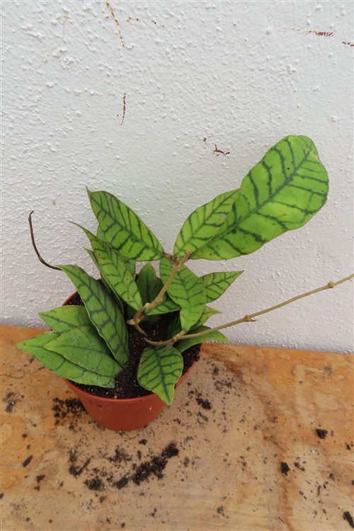 Hoya callistophylla KAL 16 Star of Samoa