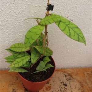 Hoya callistophylla KAL 16 Star of Samoa