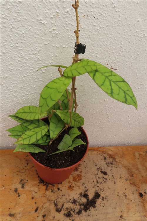 Hoya callistophylla KAL 16 Star of Samoa