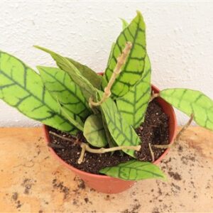 Hoya callistophylla KAL 16 Star of Samoa