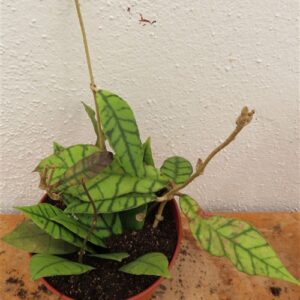 Hoya callistophylla KAL 16 Star of Samoa