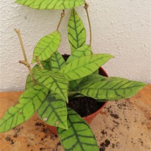 Hoya callistophylla KAL 16 Star of Samoa