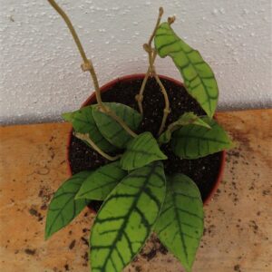 Hoya callistophylla KAL 16 Star of Samoa