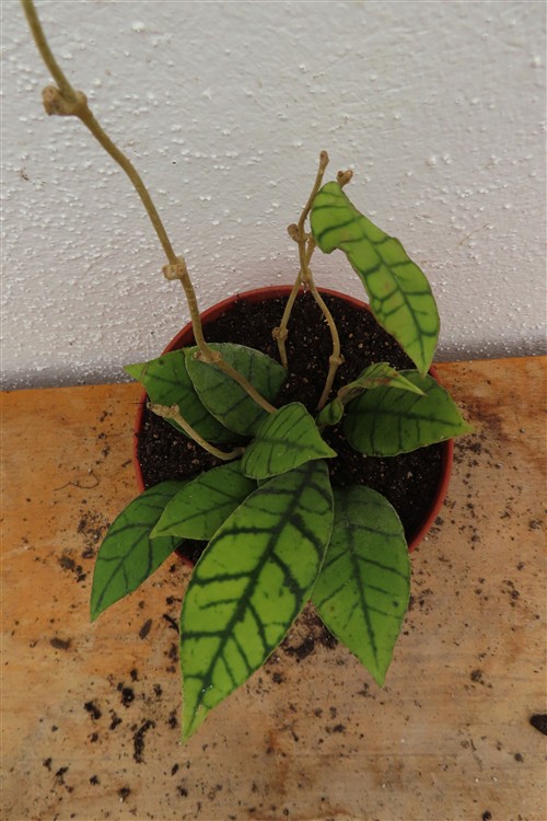 Hoya callistophylla KAL 16 Star of Samoa