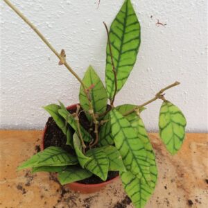 Hoya callistophylla KAL 16 Star of Samoa