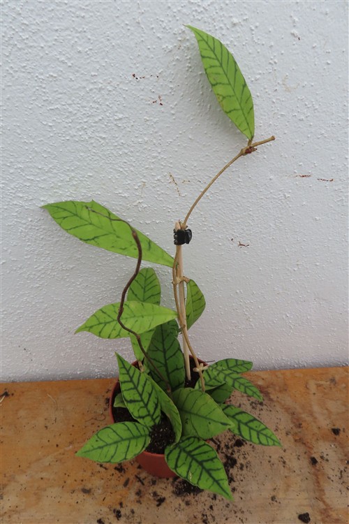 Hoya callistophylla KAL 16 Star of Samoa