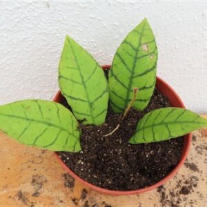 Hoya callistophylla KAL 16 Star of Samoa