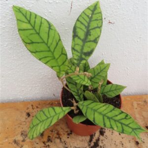 Hoya callistophylla KAL 16 Star of Samoa