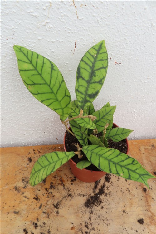 Hoya callistophylla KAL 16 Star of Samoa