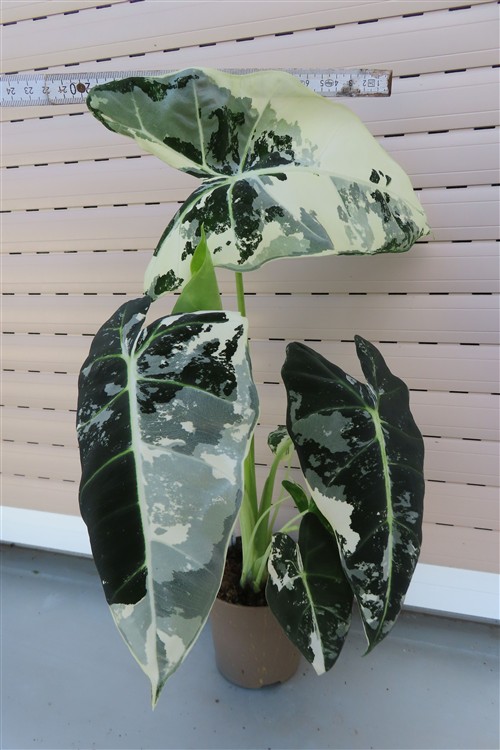 Alocasia frydek variegata