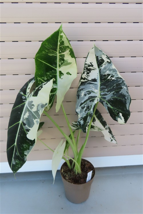 Alocasia frydek variegata