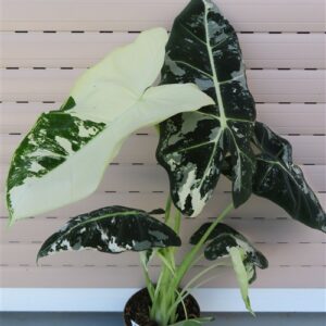 Alocasia frydek variegata