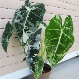 Alocasia frydek variegata