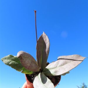 Hoya Mitrata silver